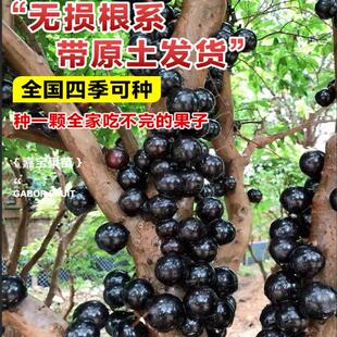 嘉宝果苗树苗 树葡萄苗果树 艾斯卡沙巴四季红妃嘉宝果苗大树带果