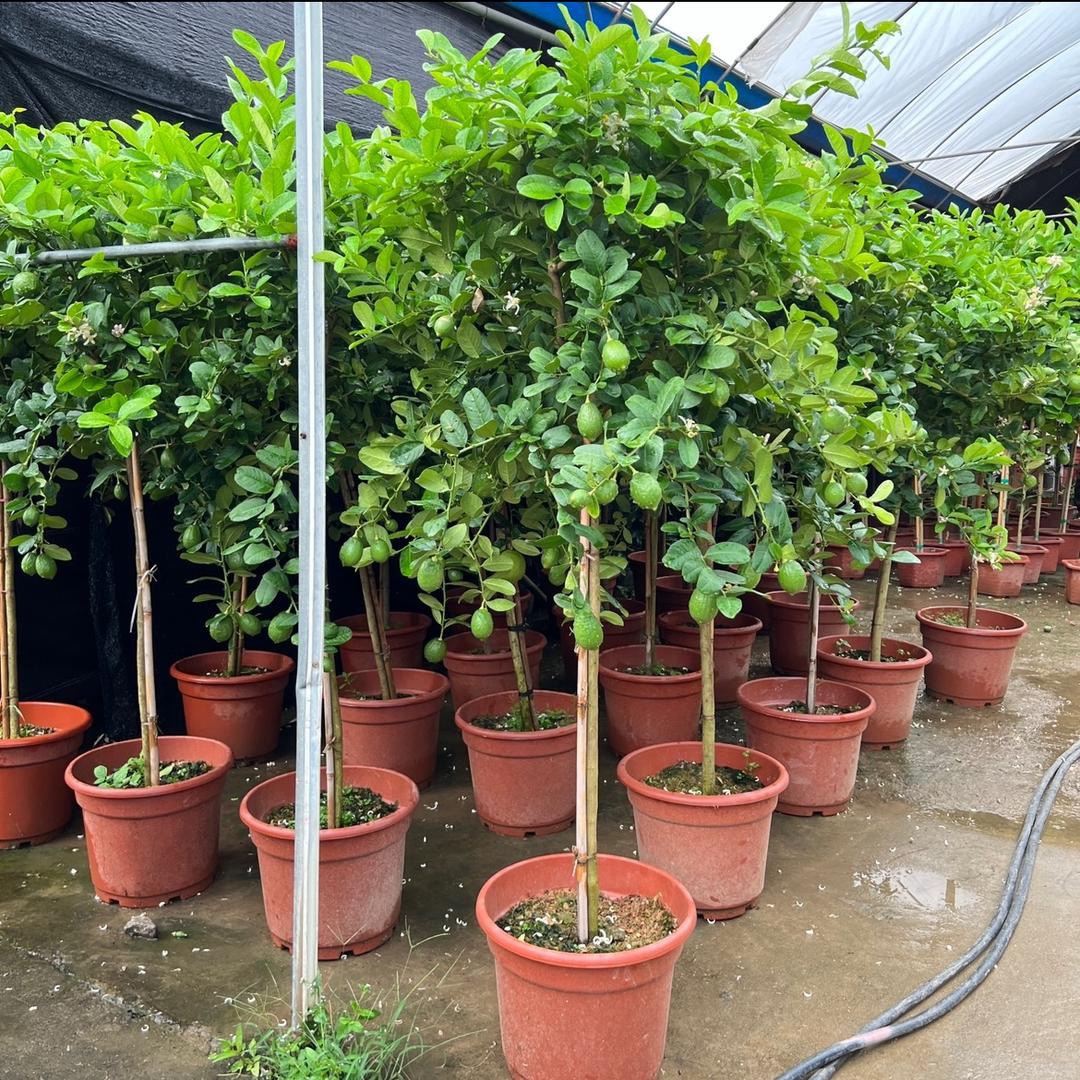 香水柠檬网红棒棒糖高杆柠檬树盆栽室内客厅阳台四季大型植物花卉