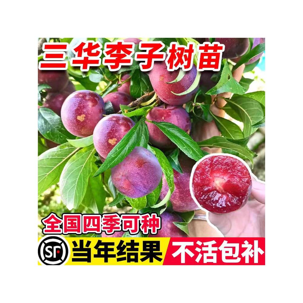 三华李子树苗红心新品种特大嫁接三月李南北方种植果树果苗带土