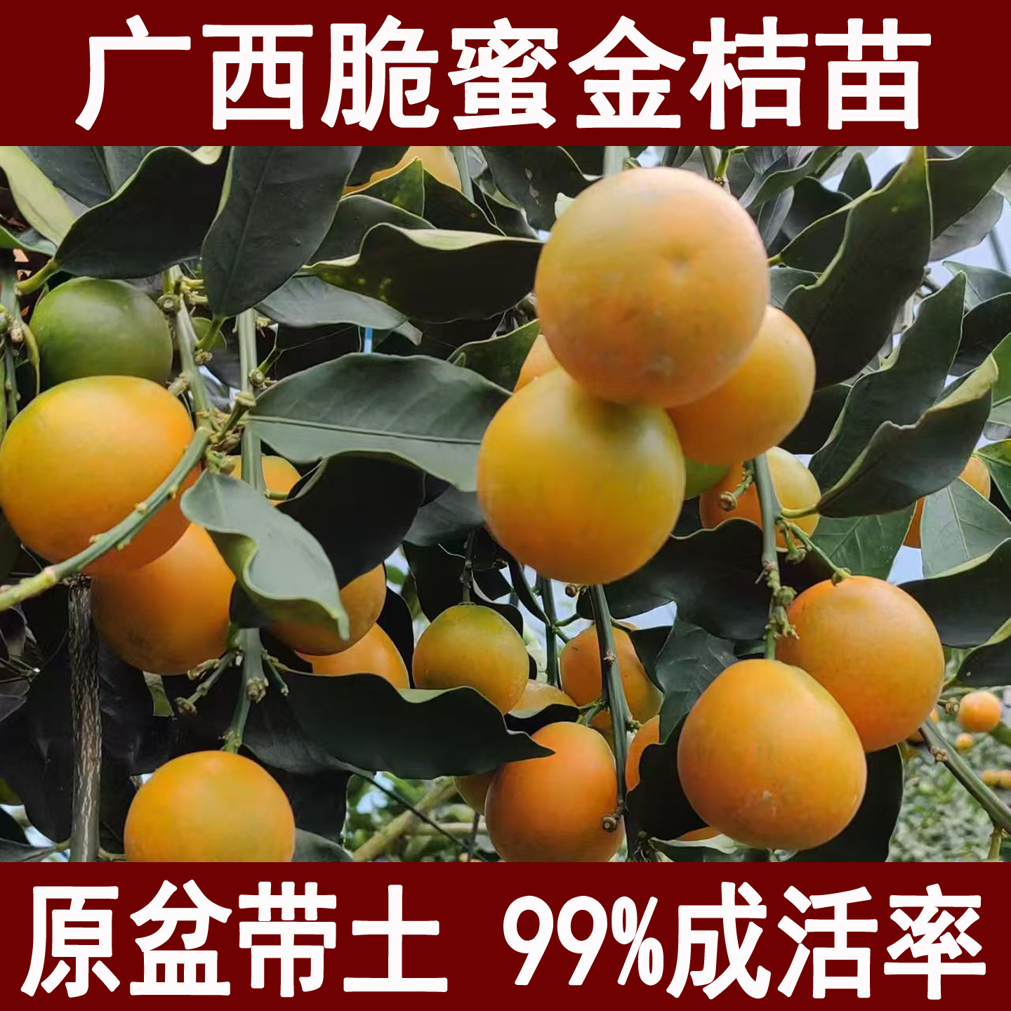 广西脆蜜金桔果树苗南方种植庭院阳台盆栽地栽嫁接果苗当年结果