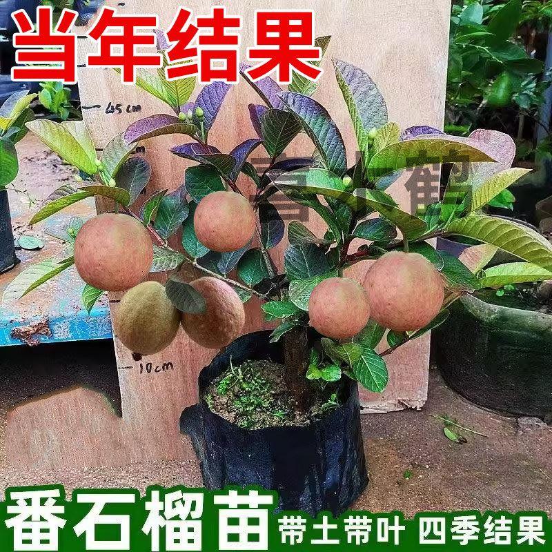 四季番石榴苗台湾西瓜芭乐果树苗南方种当年结果嫁接果树石榴树苗