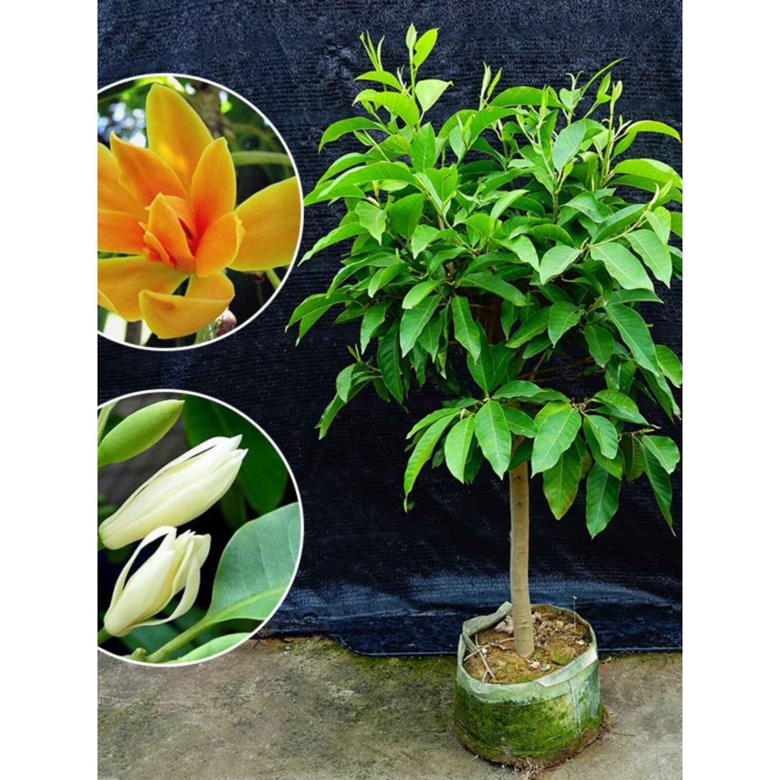 白兰花盆栽玉兰花树苗花卉植物黄角兰黄果室内庭院开花鲜花带花苞