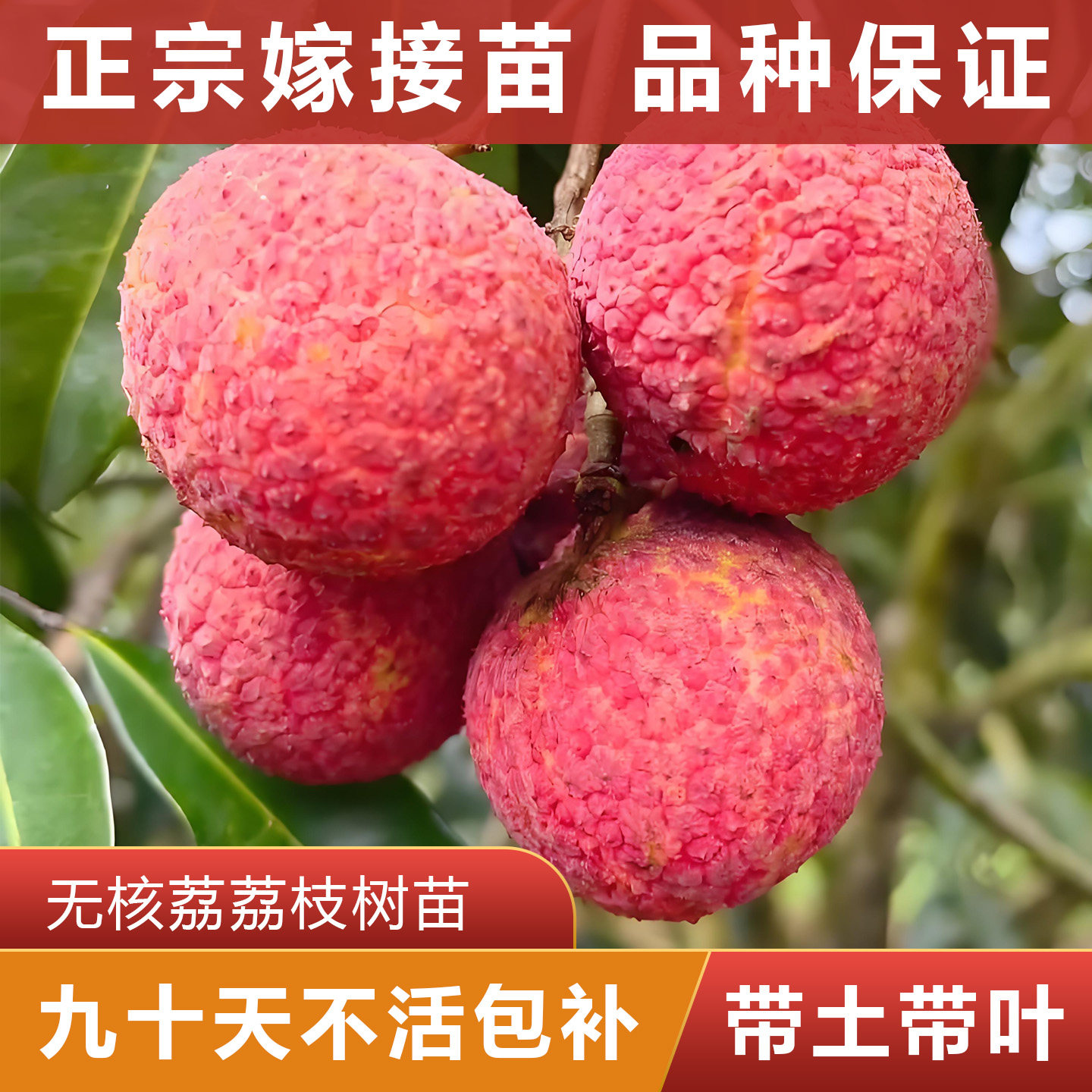 无核荔荔枝树苗 正宗嫁接苗 可盘栽地栽 原杯原土带叶发货