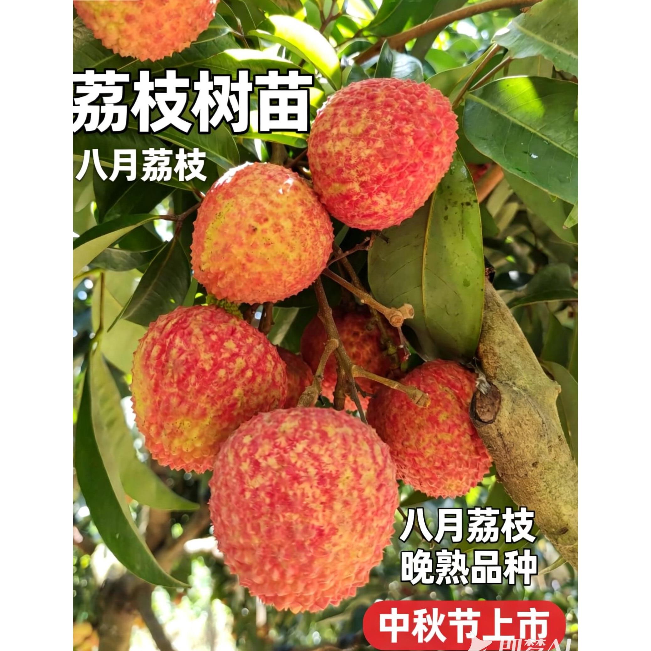 特晚熟马贵八月熟荔枝南方嫁接苗种植果树荔枝大苗适合庭院种植