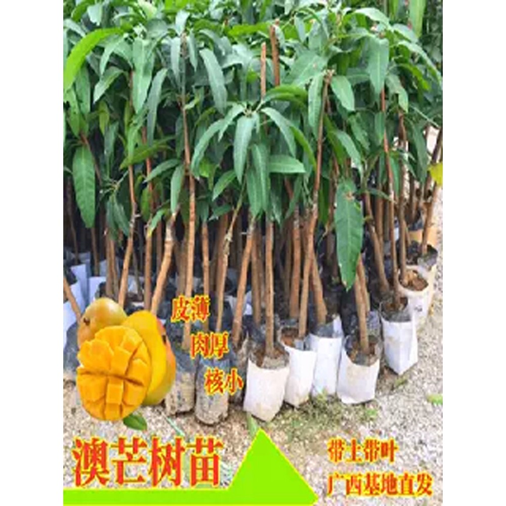 芒果树苗正品澳芒嫁接苗带土带叶盆栽地栽庭院种植常绿当年结果