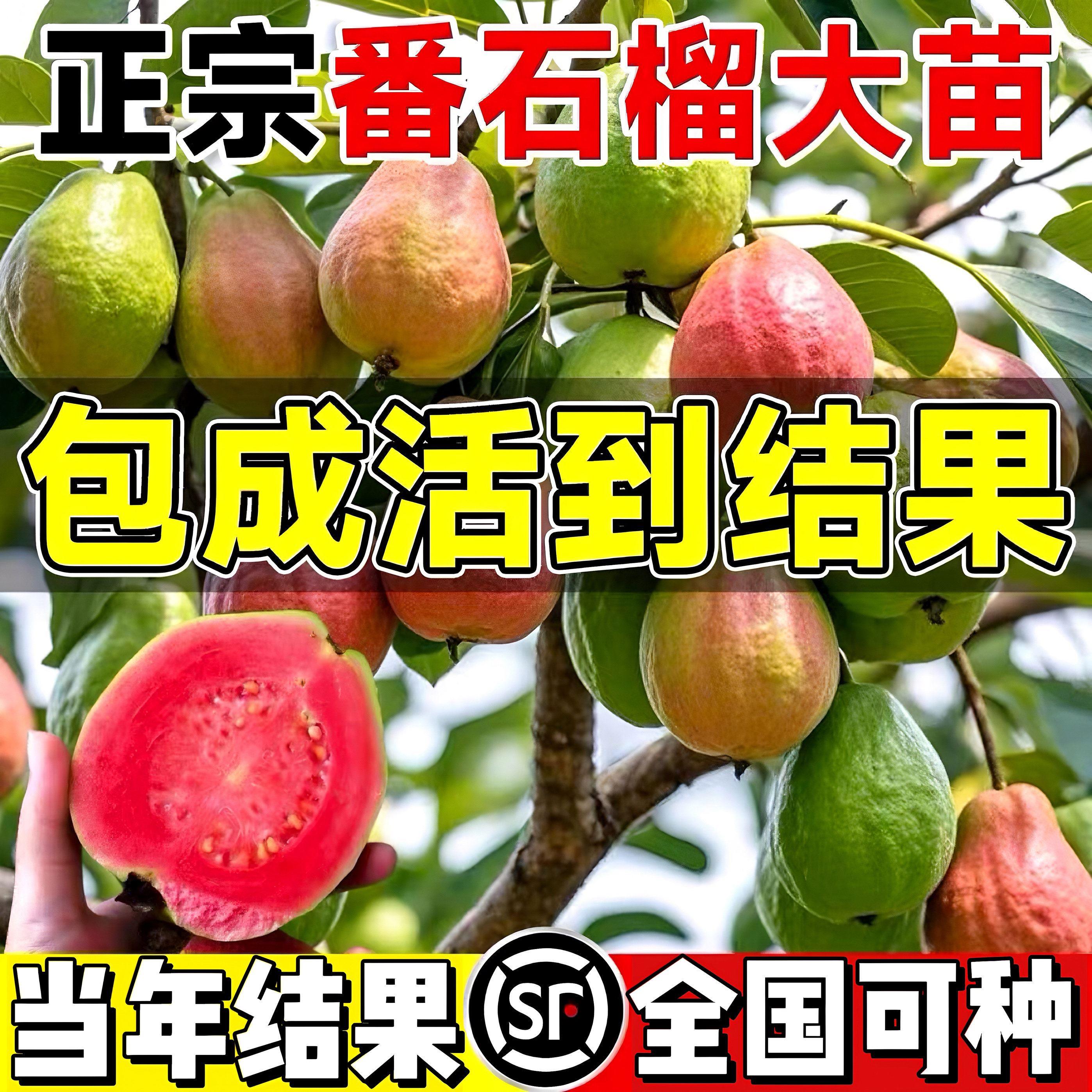 台湾珍珠四季白肉番石榴苗红心芭乐无籽红宝石嫁接树苗当年结果