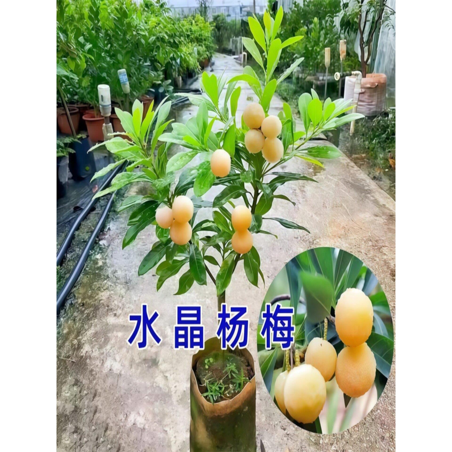 仙居东魁杨梅树树苗南方嫁接水晶白杨梅树苗早熟特大东槐当年结果