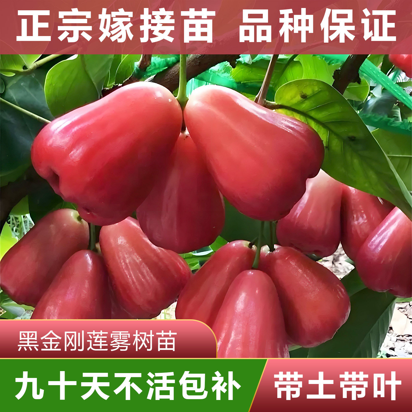 黑金刚莲雾树苗 正宗嫁接苗 可盘栽地栽 原杯原土带叶发货