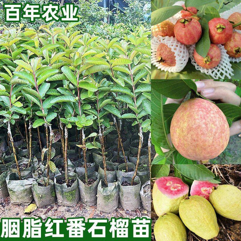 胭脂红四季番石榴苗红宝石无籽白肉红心芭乐嫁接苗当年结果可盆栽