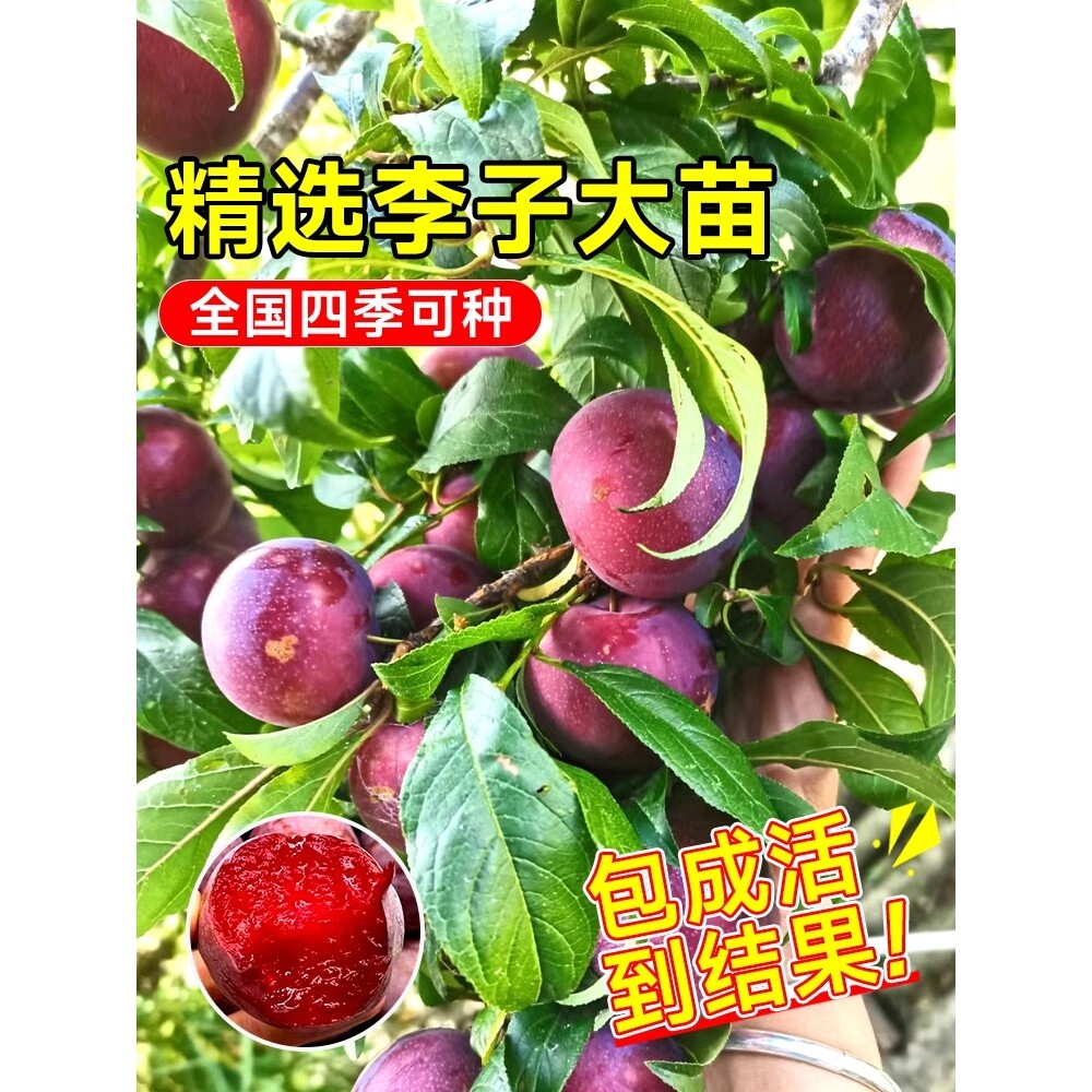三华李子树苗红心新品种特大嫁接蜂糖李北南方种植水果树果苗大全
