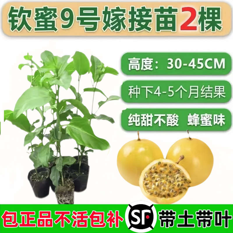 钦蜜9号黄金百香果嫁接苗树苗纯甜四季结果爬藤南方当年结果带土