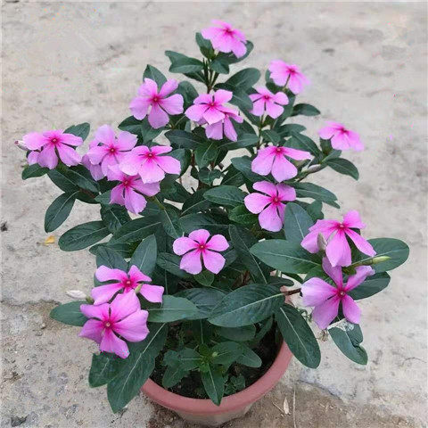 长春花盆栽 五叶梅花苗 四季梅日日春盆栽绿植四季带花发货包邮
