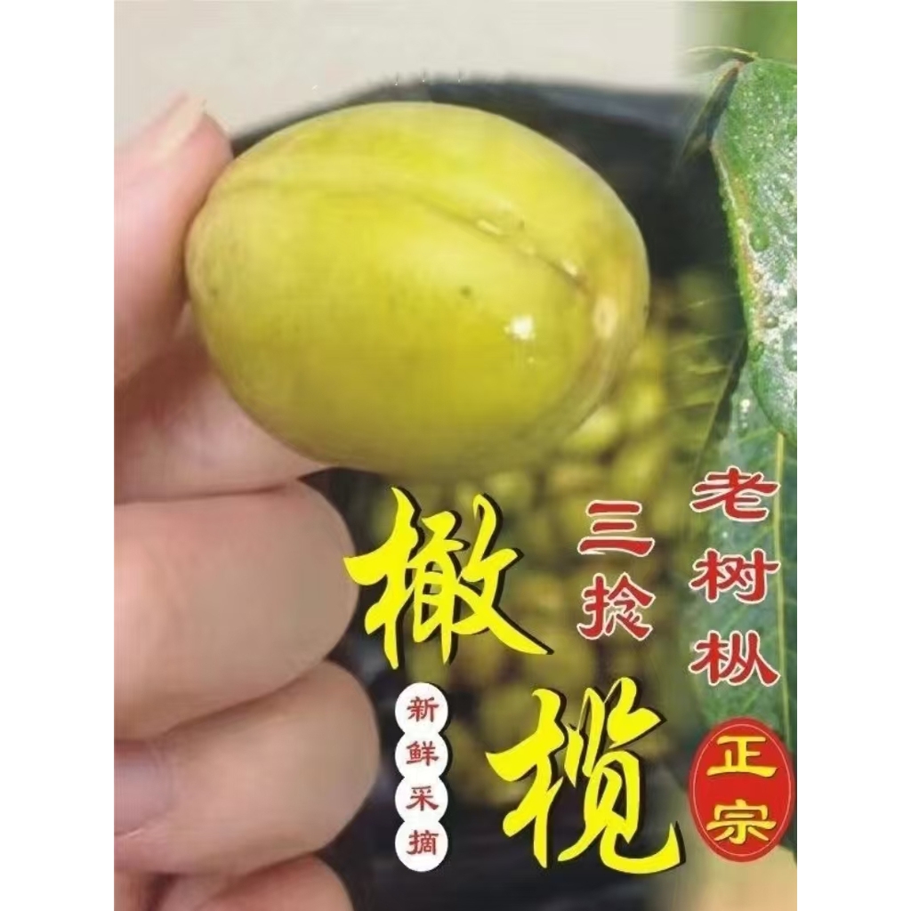 正宗金灶橄榄树苗嫁接三棱橄榄老树丛乌橄榄树苗南方水果树苗盆栽