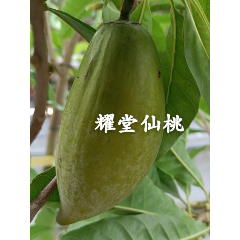 仙桃苗正宗耀堂大果仙桃鸡蛋果嫁接苗水分足南方阳台庭院盆栽树苗