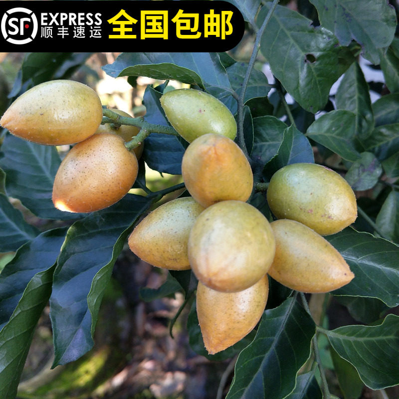 正宗鸡心黄皮树苗酸甜黄皮味道香浓老品种大果结果多东莞14年淘宝