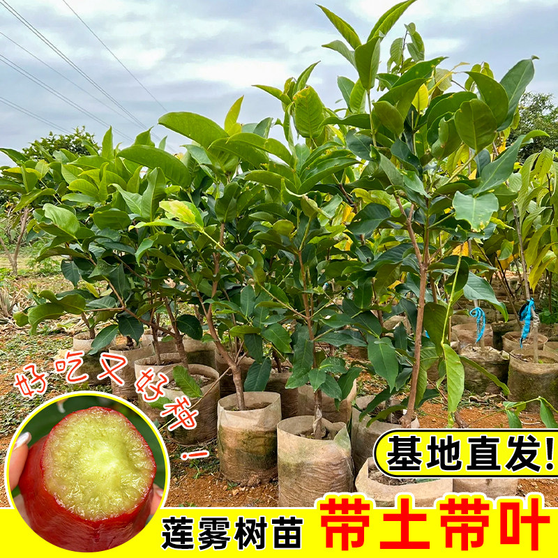 莲雾树苗果苗嫁接黑金刚黑糖芭比大叶红盆栽庭院四季新品南方种植