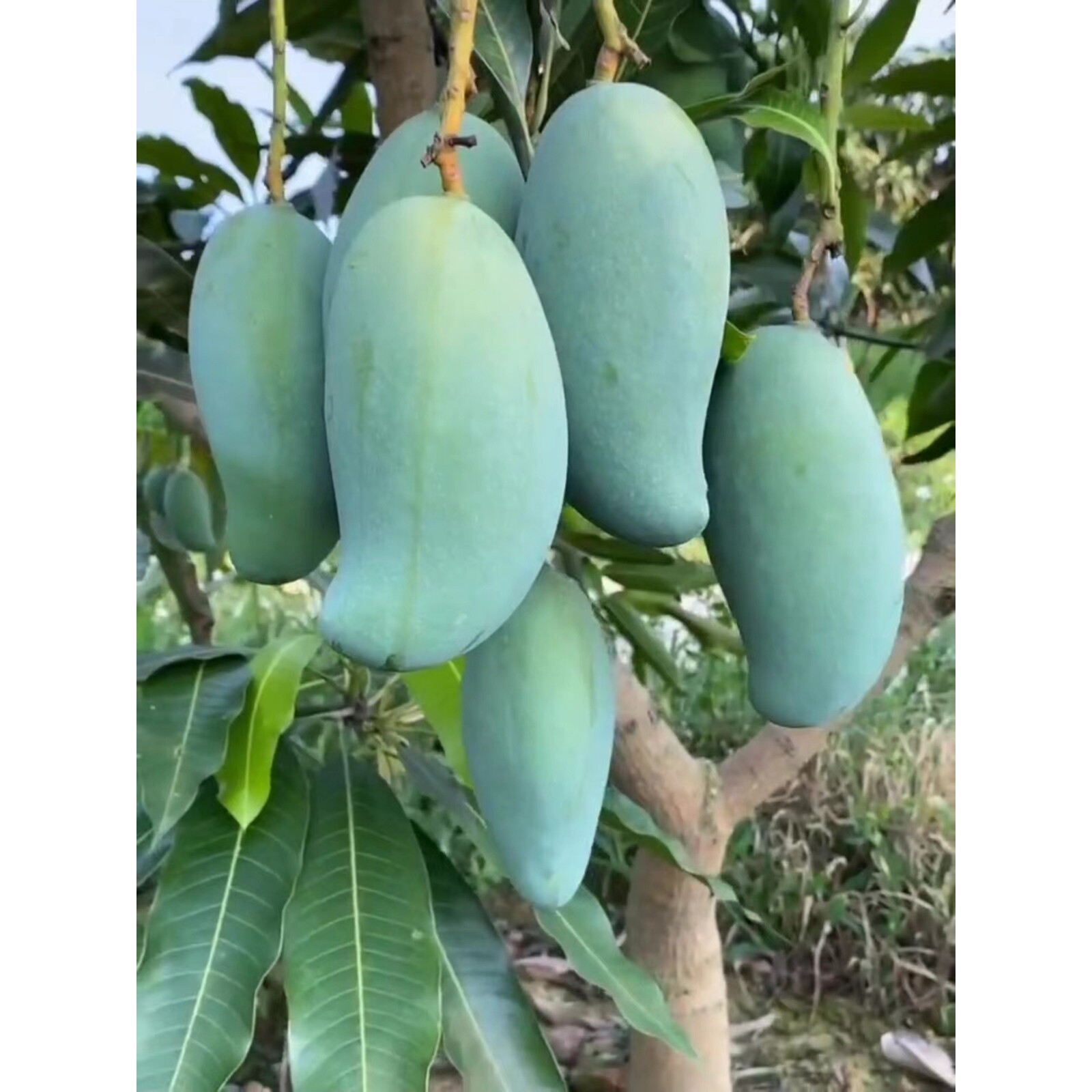 广西桂七芒果树苗果树苗南方果树种植庭院盆栽地栽芒果苗当年结果