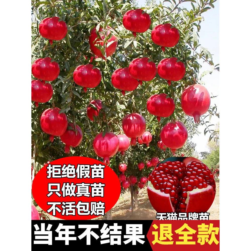 石榴树苗番石突尼斯软籽无子四季庭院盆景栽特大甜带土石榴果树苗