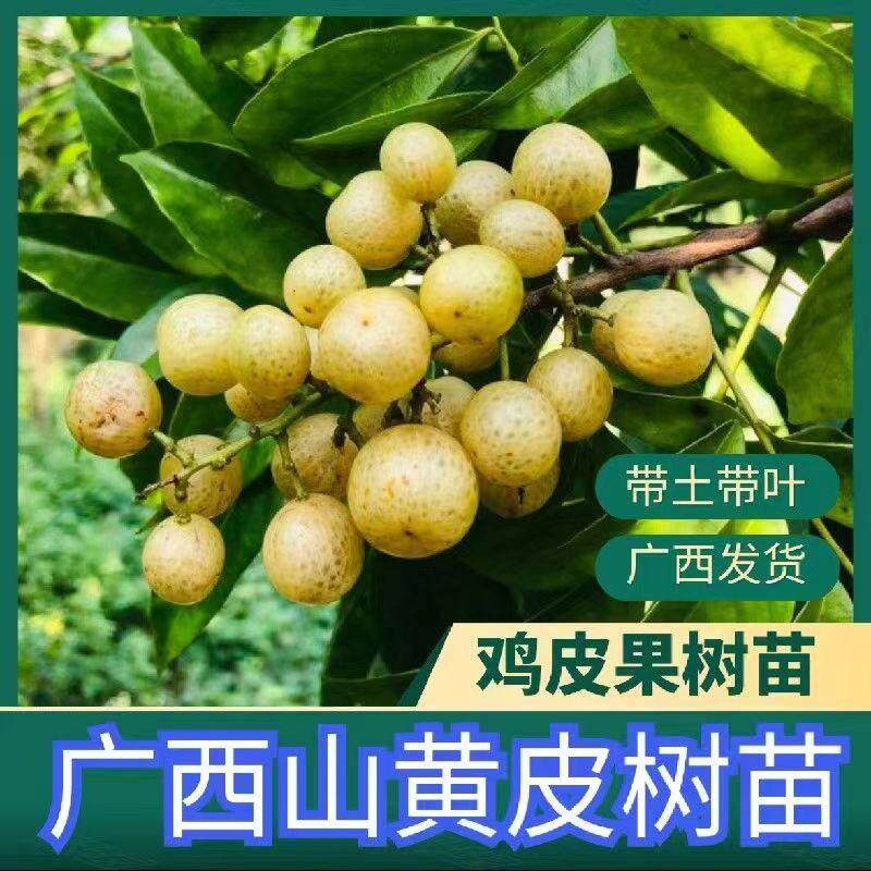 广西山黄皮嫁接苗鸡皮果苗盆栽岭南佳果厨房大料叶子做调味料免邮