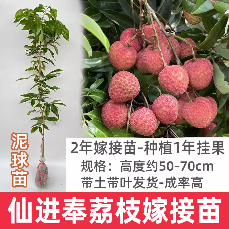 增城仙进奉荔枝树苗东莞冰荔枝苗金枕猫山王榴莲苗芒果苗红肉菠萝