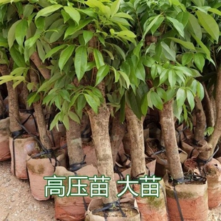 广州从化桂味荔枝树苗高压圈枝大树果苗冰荔仙进奉糯米滋无核带土