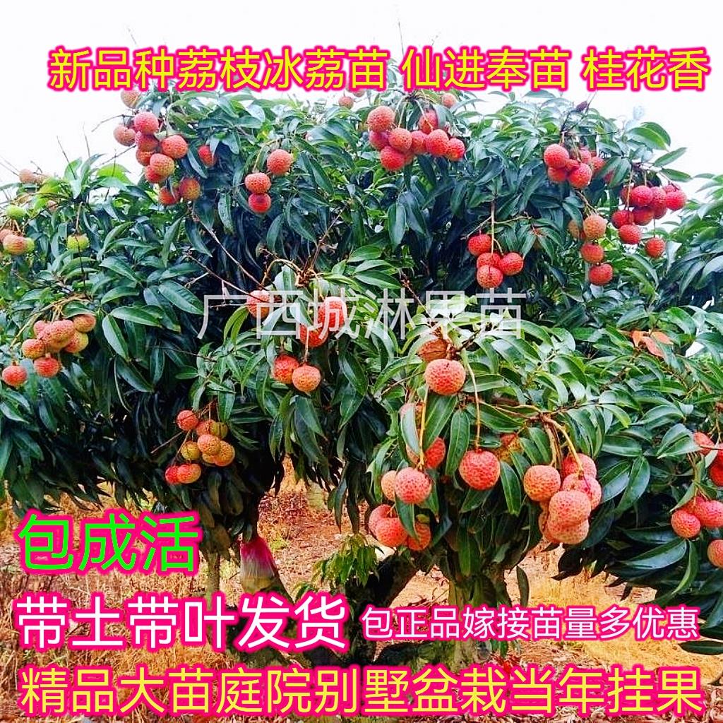 荔枝苗树嫁接正宗糯米糍冰荔仙进奉庭院盆栽南方桂味大苗当年结果