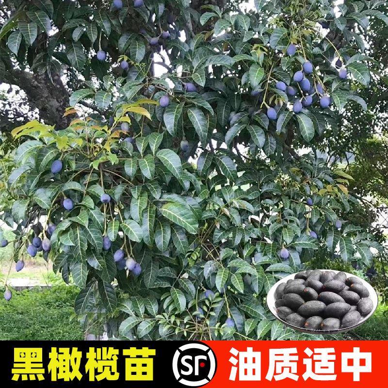 黑橄榄树果苗盆栽大型乌橄榄嫁接苗老桩水果树苗南方种植当年结果