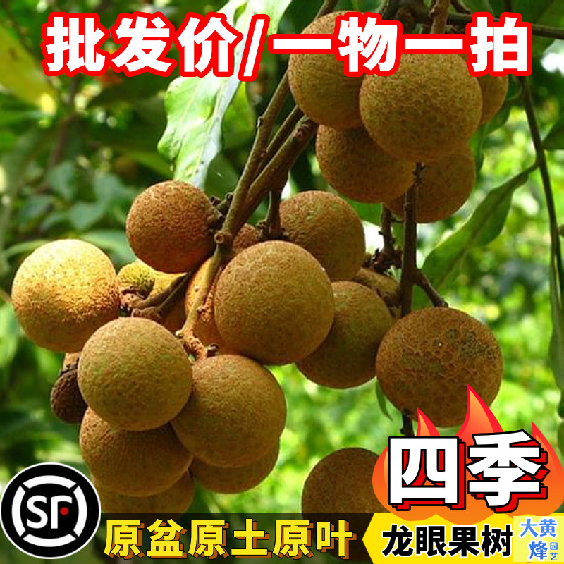 龙眼苗新品台湾四季龙眼嫁接苗开花结果南方阳台庭院盆栽树苗