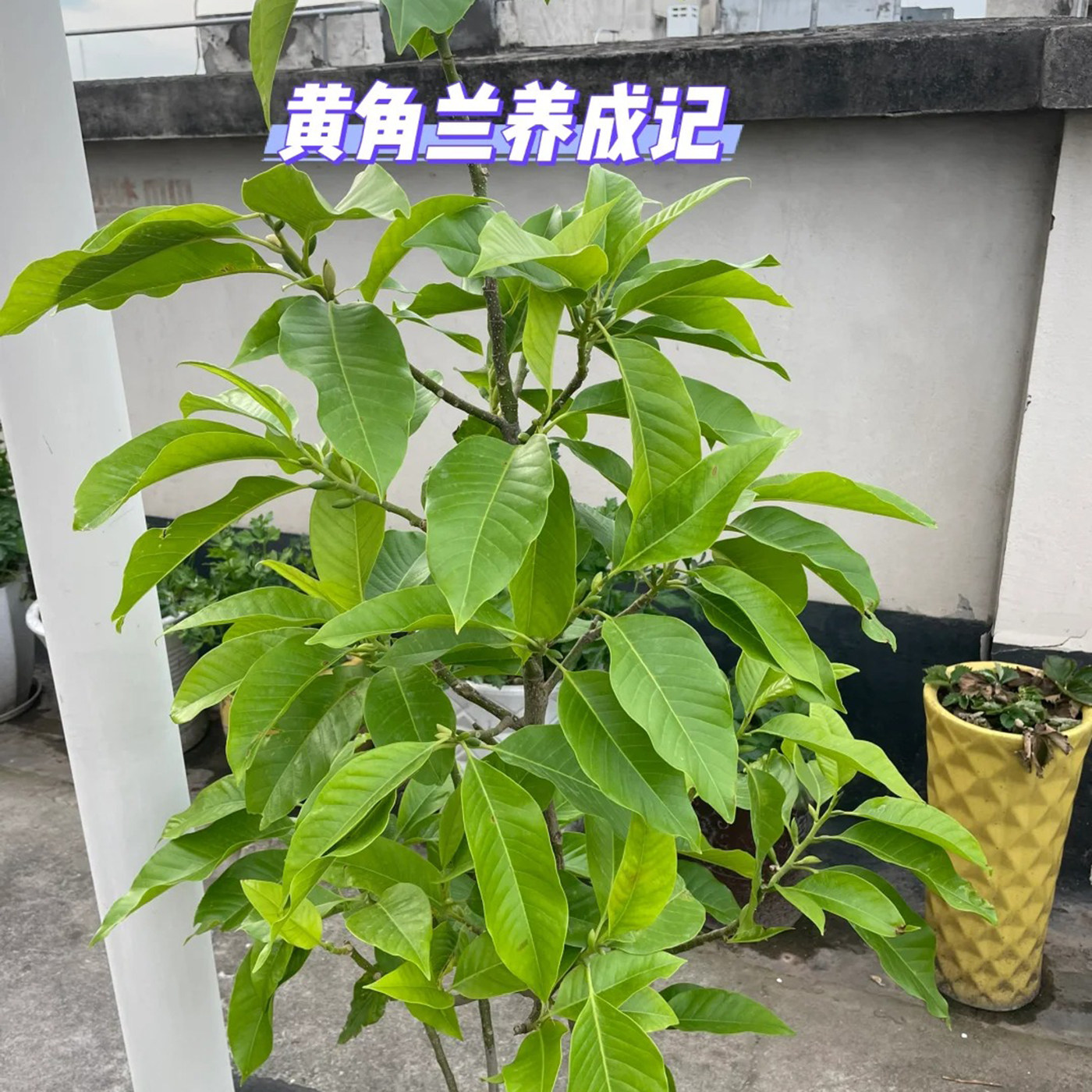 黄葛兰黄角兰白兰花四川本土植物耐热香味花卉树苗盆栽室外花浓香