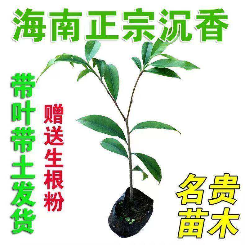 正宗海南沉香树苗四季常青南方北方种植庭院树苗耐寒名贵苗木原杯