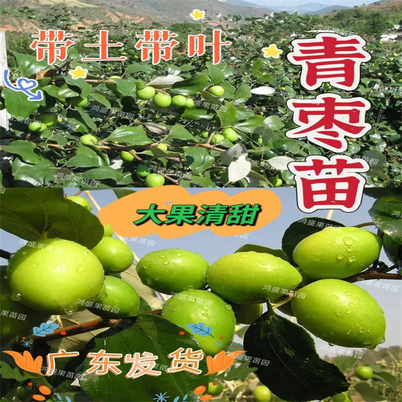枣树嫁接苗牛奶枣苗南北方庭院台湾大青枣树苗特大盆栽地栽水果树