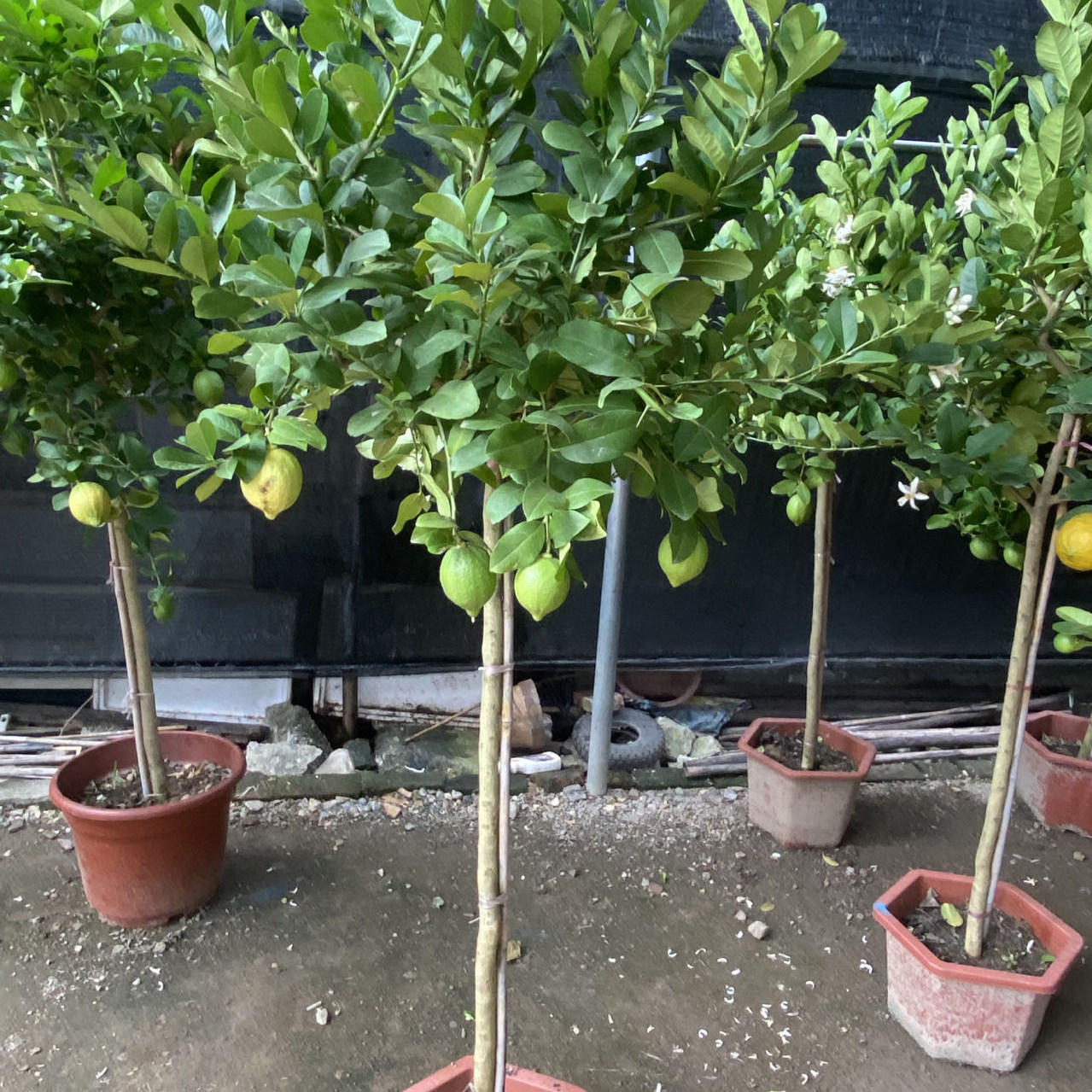 广东四季香水棒棒糖柠檬树绿植途中掉个别果断小枝属正常一物一拍