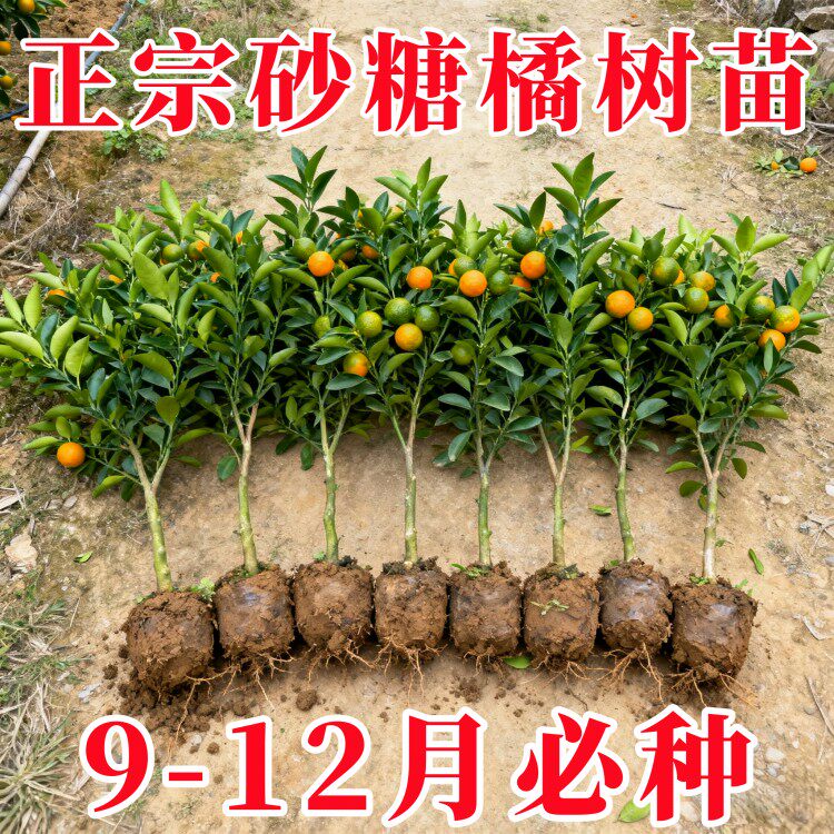【基地直发】优质嫁接广西沙糖桔子树苗金葵四会砂糖橘子柑橘果树