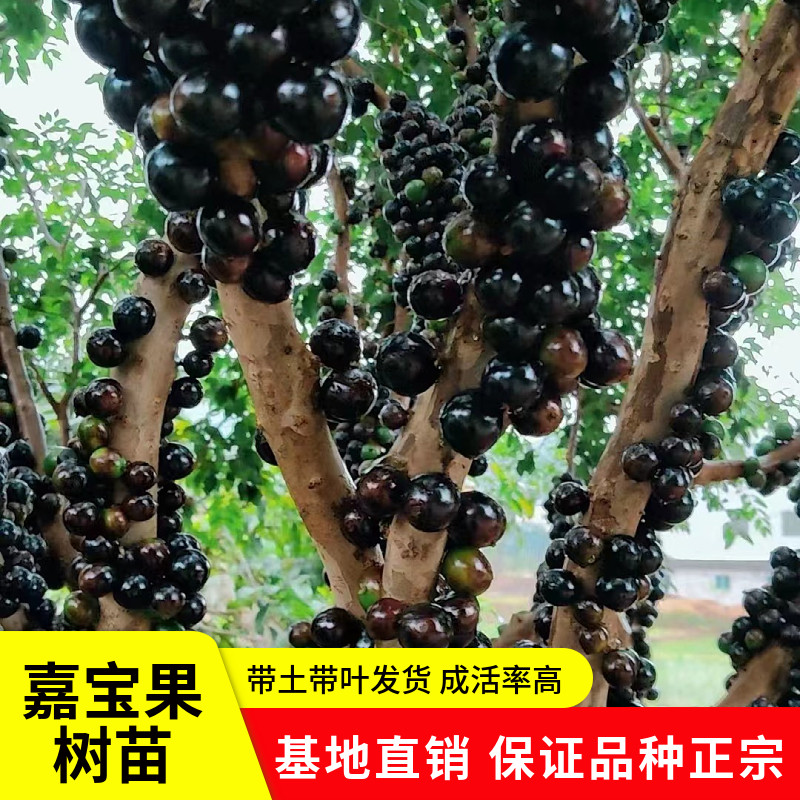 嘉宝果树盆栽南北方种植树葡萄大树红妃沙巴艾斯卡名贵果树加宝果