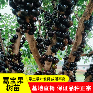 嘉宝果树盆栽南北方种植树葡萄大树红妃沙巴艾斯卡名贵果树加宝果