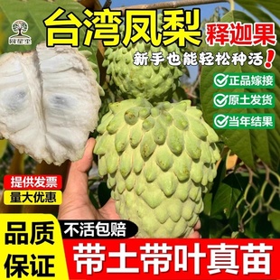 台湾凤梨释迦果嫁接树苗玫瑰红黄龙黄斤佛头番荔枝盆地栽当年结果