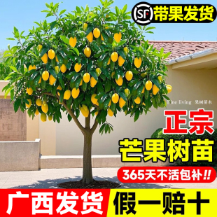 芒果树果苗带果金煌芒四季芒特大嫁接树苗庭院盆栽地栽南北方种植