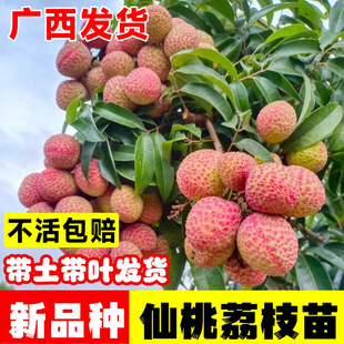 新品种正品荔枝苗仙桃荔枝嫁接苗大果品种耐寒果树南北四季可种植