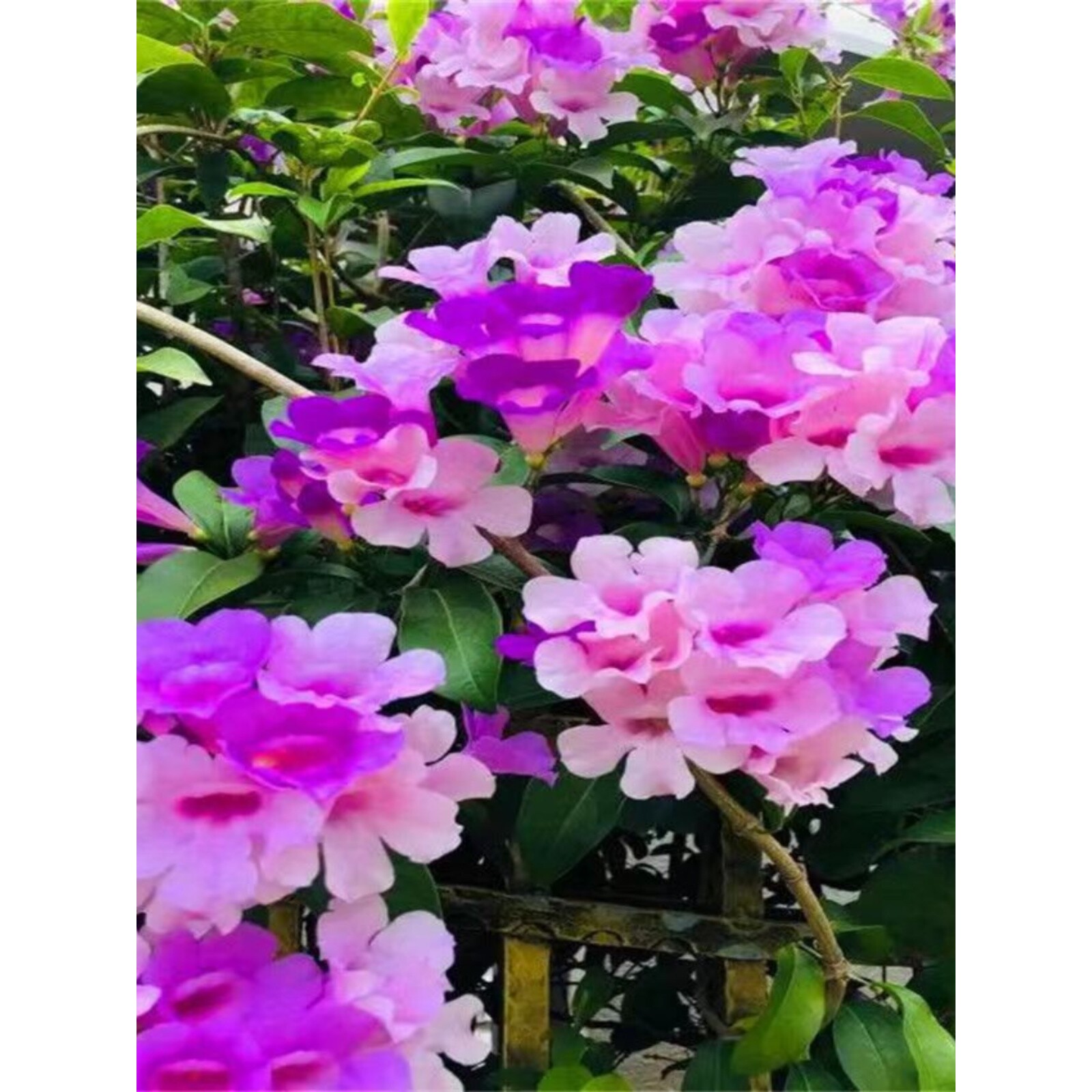 无刺爬藤植物蒜香藤花苗紫花庭院阳台围墙植物室外花耐寒花卉绿植