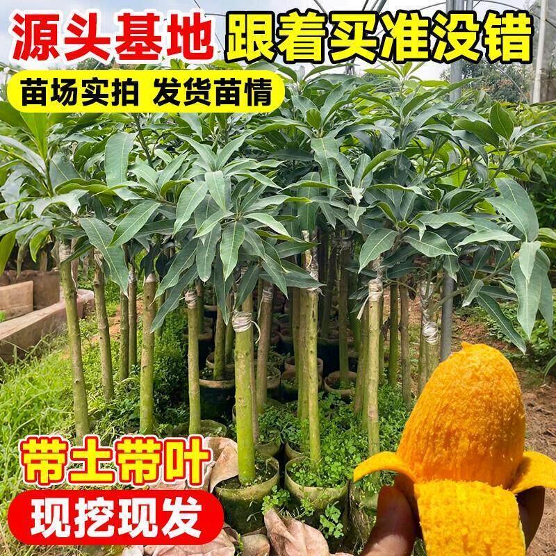 广西正宗嫁接芒果苗金煌芒鸡蛋芒苗带土带叶盆栽地栽当年结果
