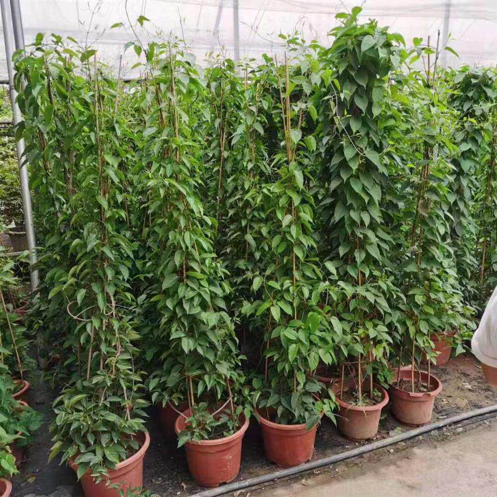 炮仗花苗攀爬植物庭院盆栽绿植花卉爬藤苗常绿开花热烈冬春时节花
