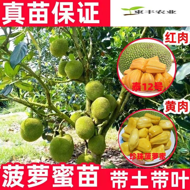 高州珍珠菠萝蜜苗无粘木菠萝树苗当年结果木菠萝带土带叶发货