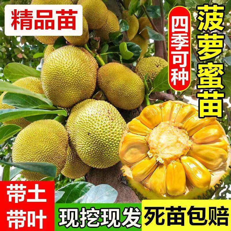 菠萝蜜嫁接果树树苗当年结果南方四季室内外庭院种植果苗盆栽地栽
