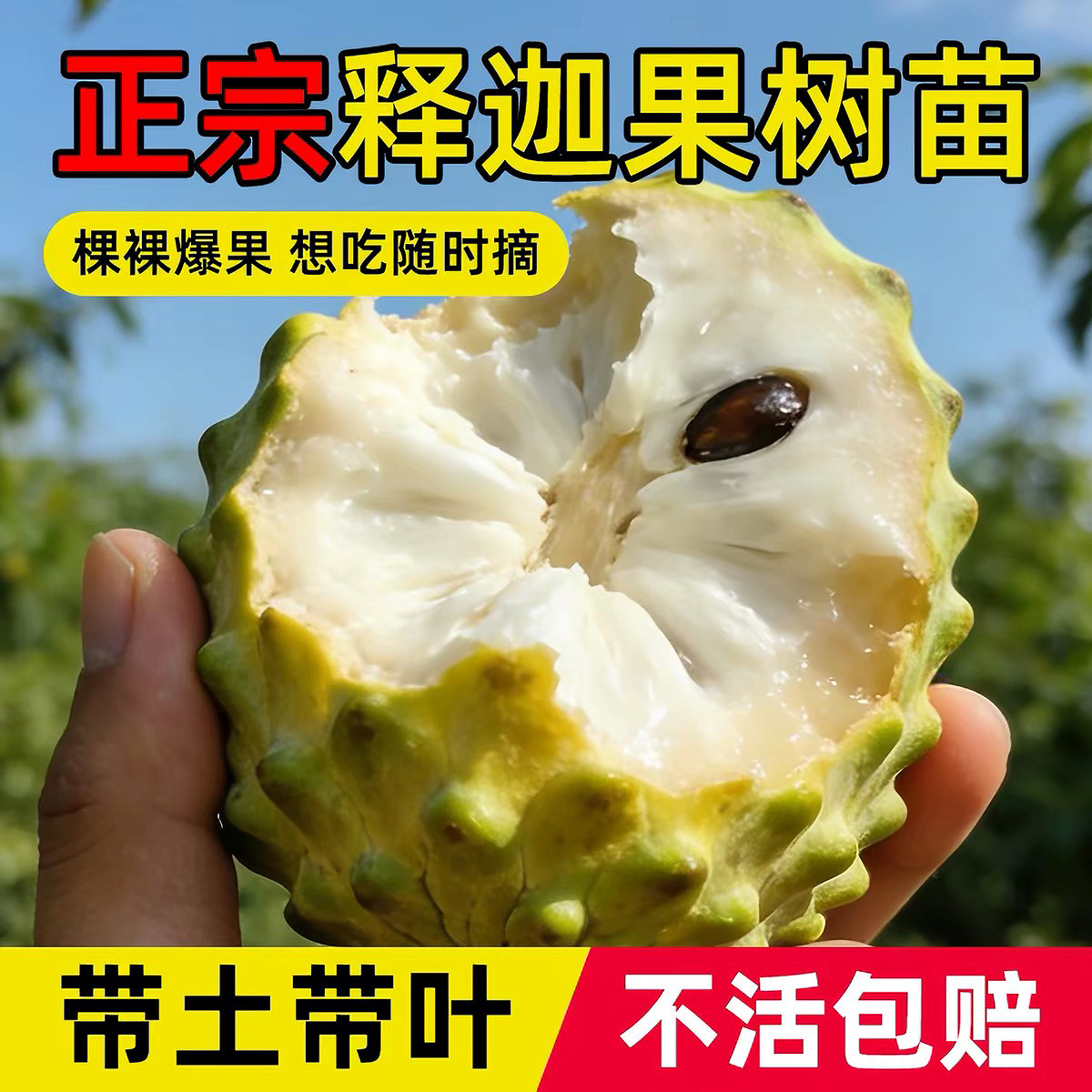 正宗广西释迦果苗树台湾凤梨嫁接果树果苗庭院南方种植盆栽地栽苗