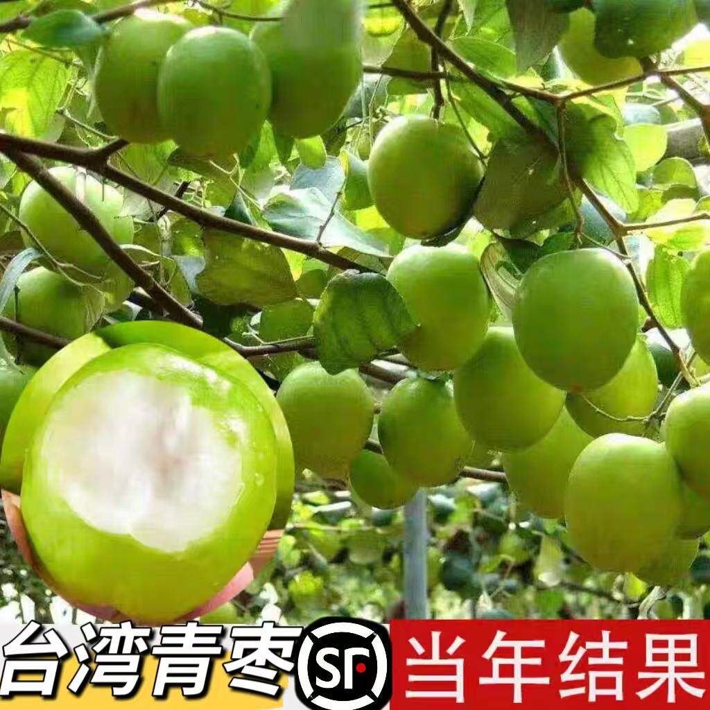 大青枣树苗嫁接台湾牛奶枣树苗南北方果树苗当年结果盆栽地栽