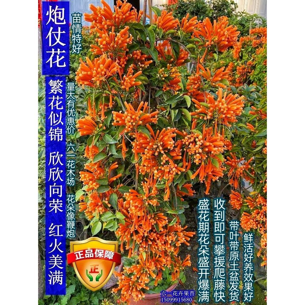 炮仗花苗 爬藤植物 鞭炮花 四季可种阳台庭院垂吊攀援花卉 藤本花