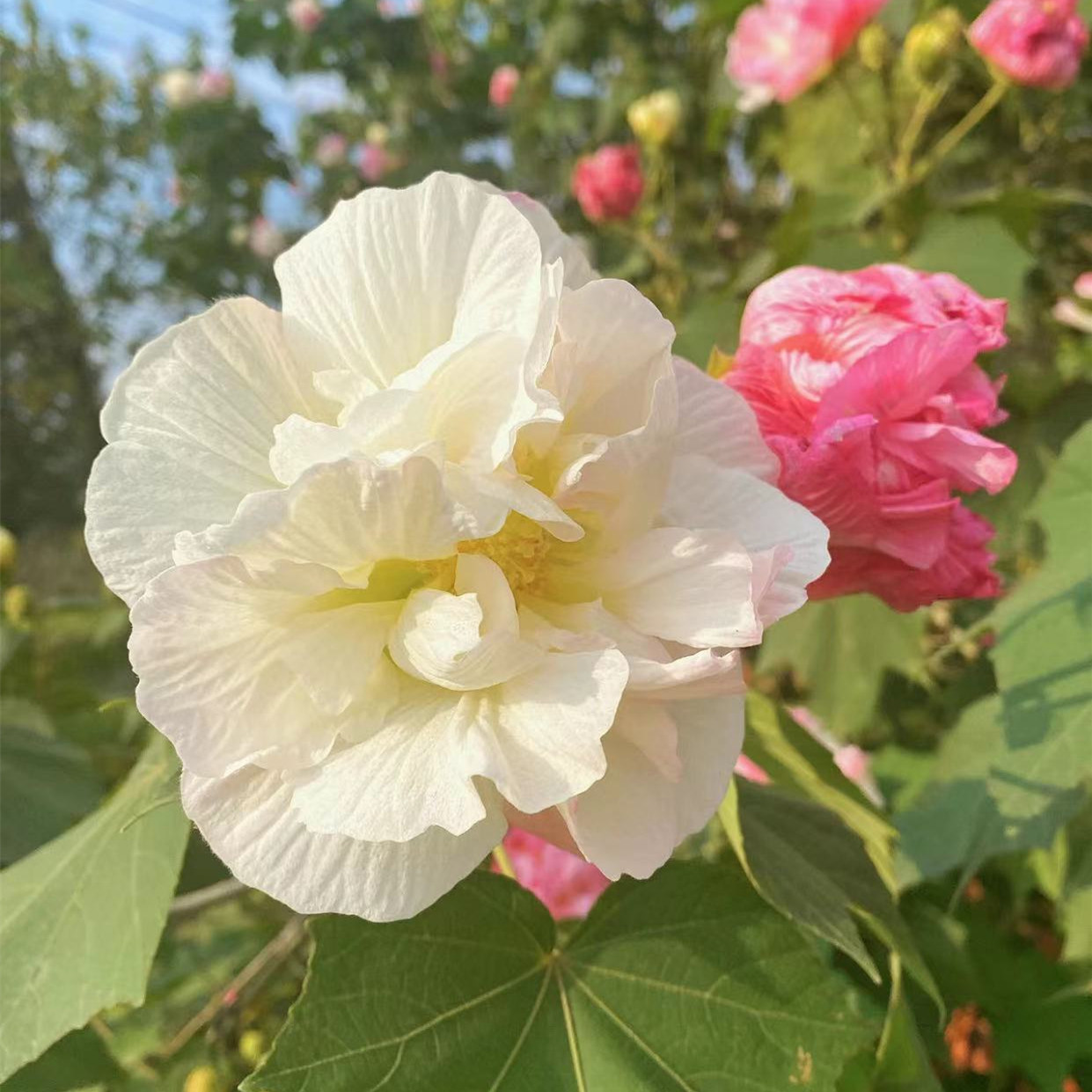木芙蓉树苗盆栽当年开花重瓣三醉芙蓉花变色花卉耐寒室内外绿植