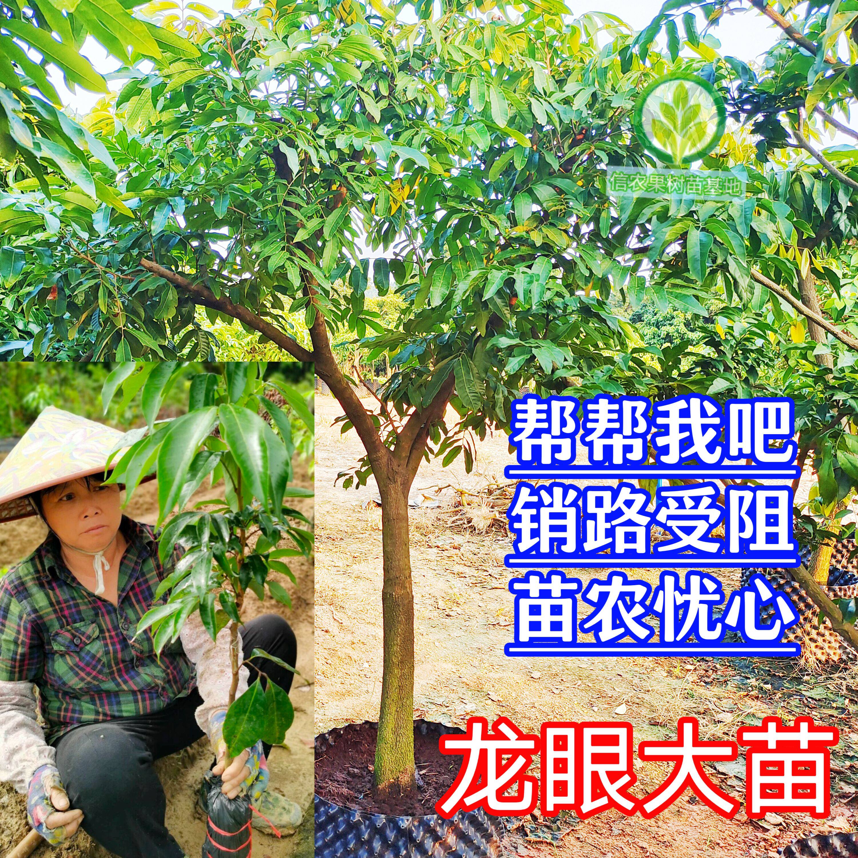 龙眼树苗带土带叶子发货纯甜无酸石硖储良桂丰早龙眼大树苗桂圆树