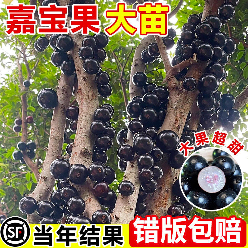 嘉宝果苗树葡萄苗沙巴艾斯卡四季红妃嫁接果苗南北方种植加宝果树