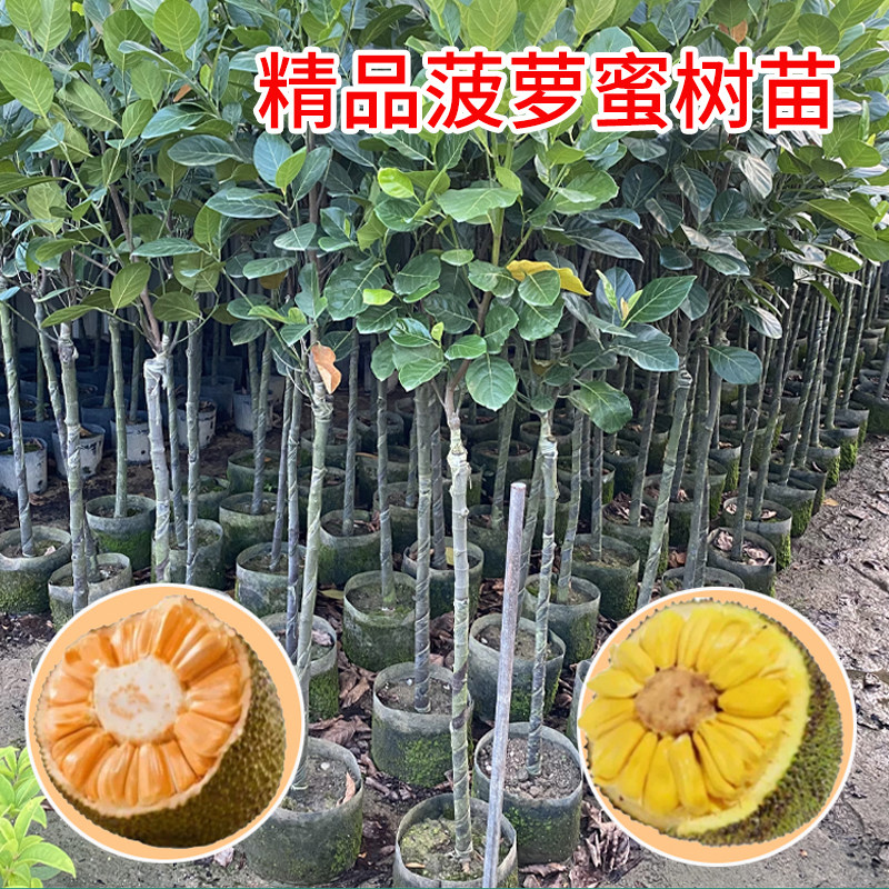 【精品苗】菠萝蜜树苗嫁接苗泰国红肉干苞海南黄肉四季木菠萝树苗